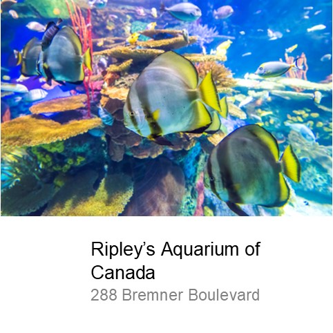 ripleys aquarium